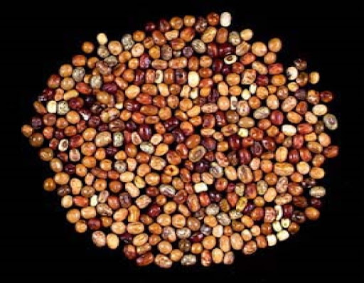 Experts Identify African Yam Bean As Panacea To Malnutrition The