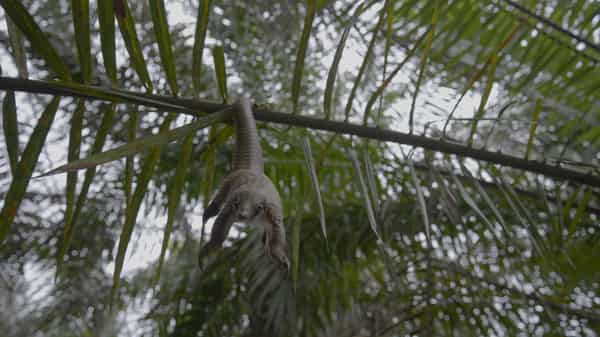 WILD AFRICA_NIGERIA_WHITE BELLIED PANGOLIN_07