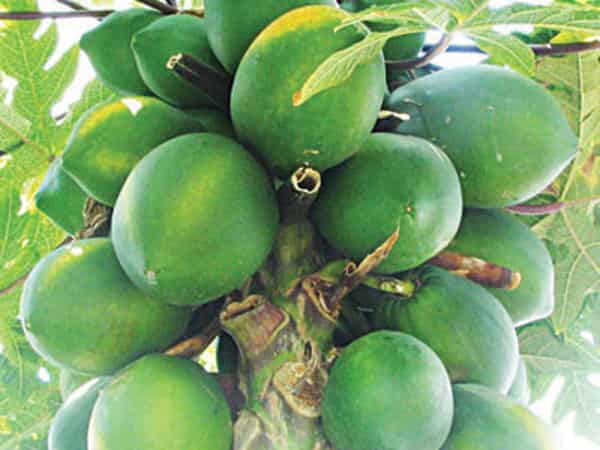 Carica-papaya