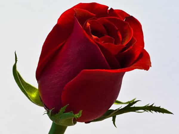 Single-red-rose