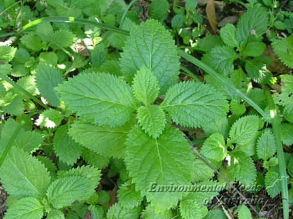 Stachytarpheta-cayennensis