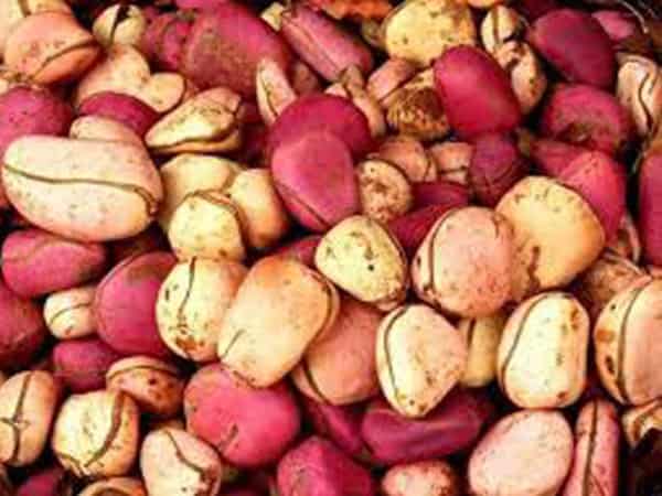 Kola nut