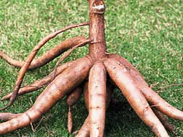 cassava 1