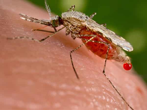 malaria
