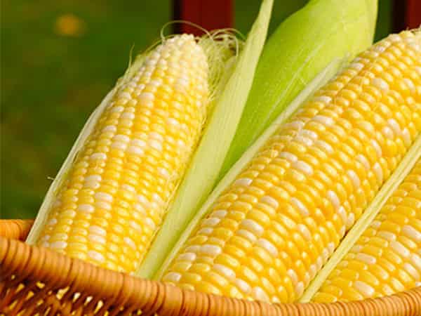 corn 1