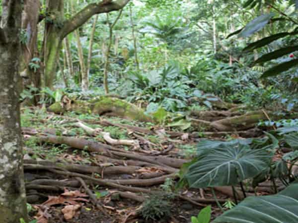 sambisa-africanhadithi