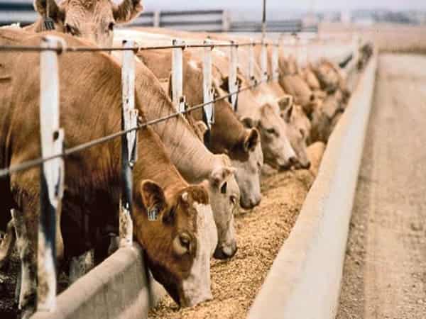 Livestock feeds