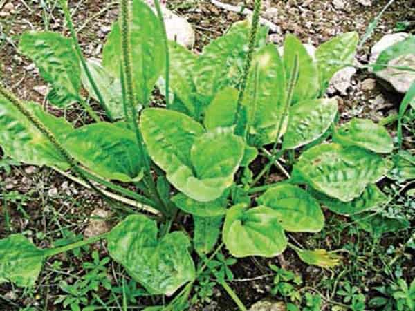 Broadleaf-plantain-‘weed’-Copy
