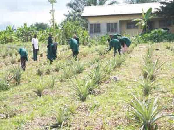 Delta-Songhai-Farm-Copy