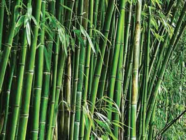 Bamboo