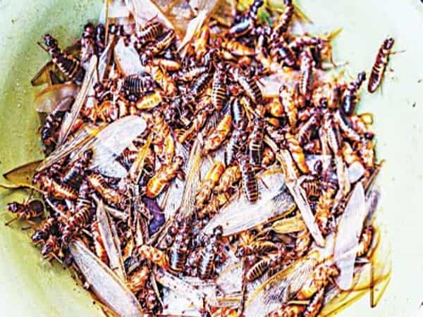 Termites-Copy