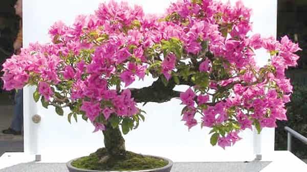 pix6-b-bonsai-tree