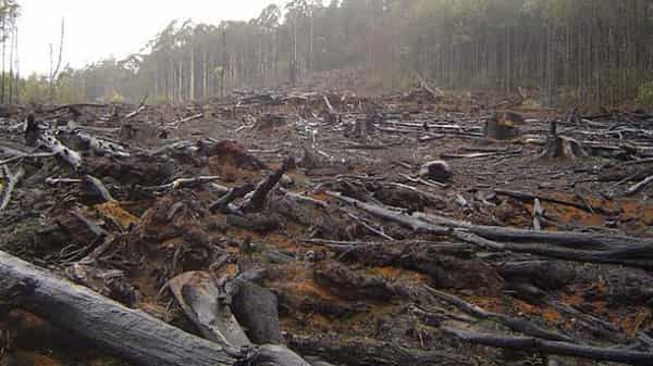 deforestation