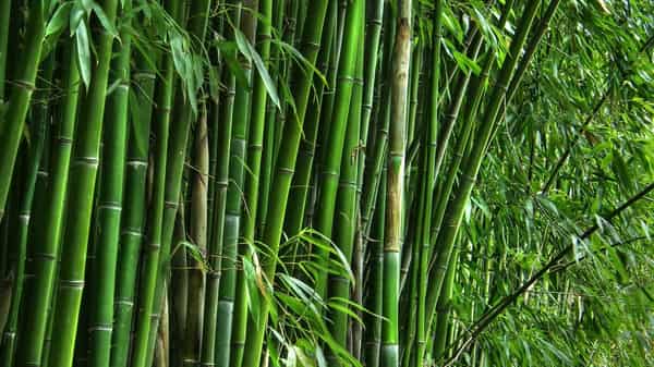 Bamboo