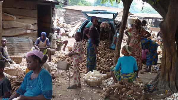 cassava-industry