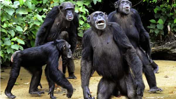 chimpanzees