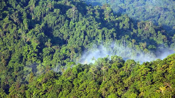 png-forests-aerial-data