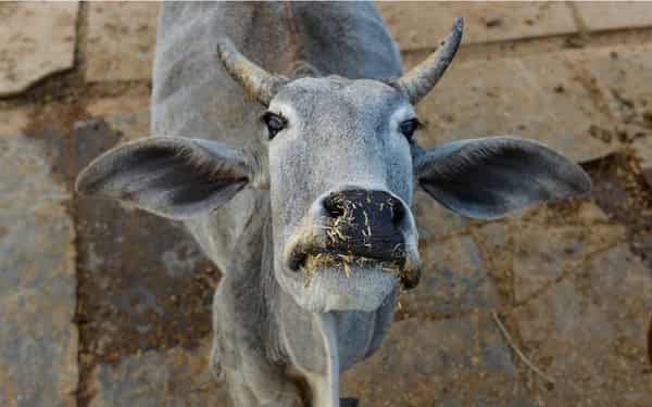 FILES-INDIA-CRIME-RELIGION-POLITICS