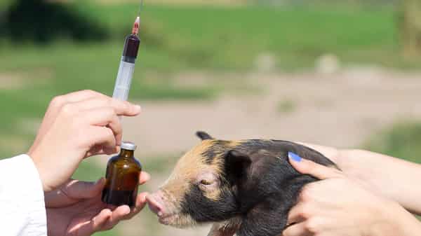 livestock-antibiotic