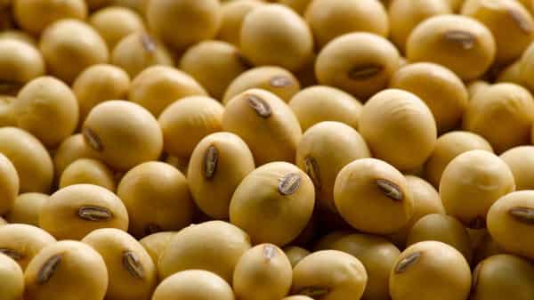 Dried-Soybeans-at-competitive-price