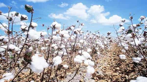 Cotton farm