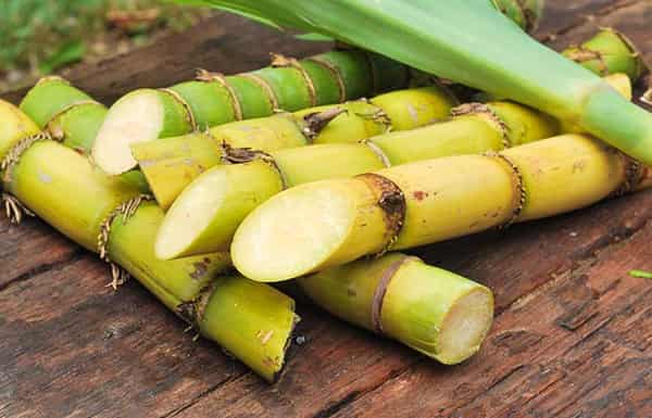 How-To-Select-And-Store-Sugarcane