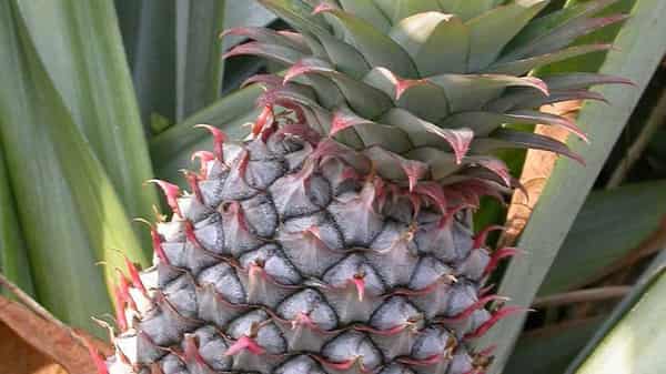 pix1.–Pineapple