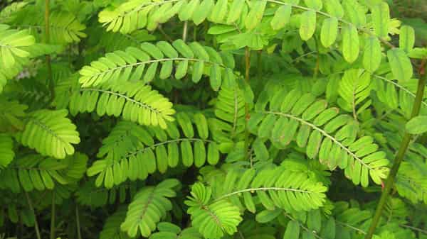 Phyllantus_niruri_chancapiedra