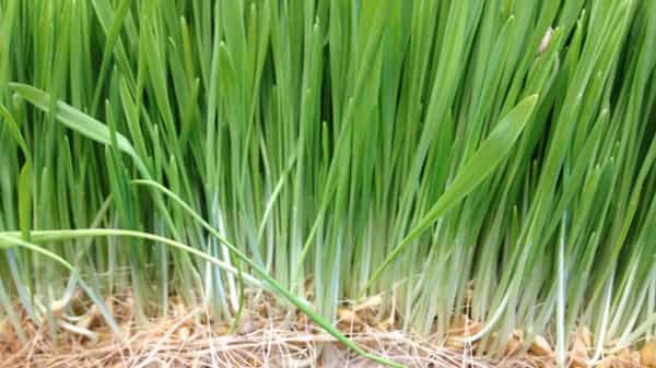 Wheatgrass