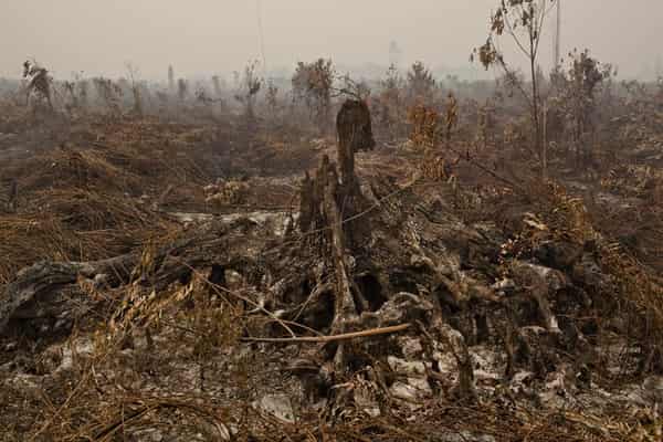 9-burnt-plantation-1