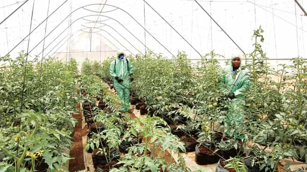 Dizengoff Green house