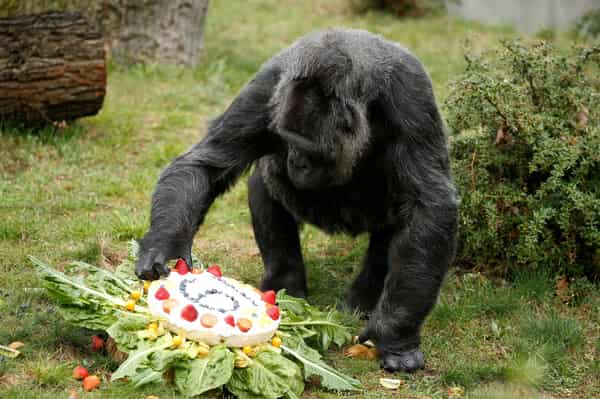 The gorilla “Fatou” eats a birthday cake at the Berlin Zoo