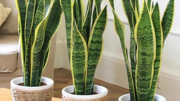 Pix3.–Snake_Plant