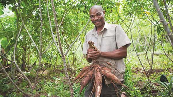 Cassava