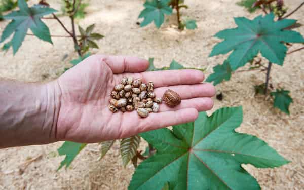 FILES-GERMANY-TUNISIA-ATTACK-BIOLOGICAL-MIGRANT