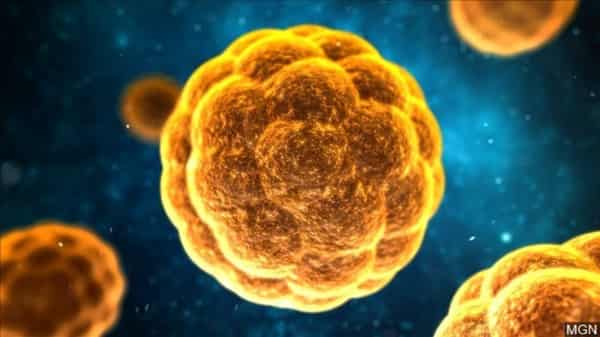 Hepatitis A virus. Photo WVLT