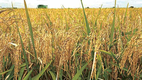 Rice Farming Nigeria-