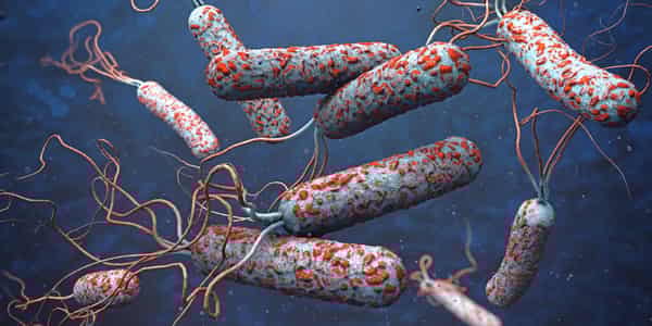 Cholera-causing bacteria. Photo Past Medical History