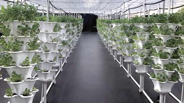 Gartner Callaway Farms+