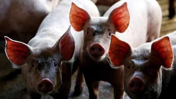 FILE PHOTO: Pigs are seen standing in a pen at a farm in Carambei