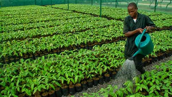 cocoa seedling nursery 15-11-18