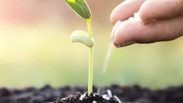 fertilizer to young tree