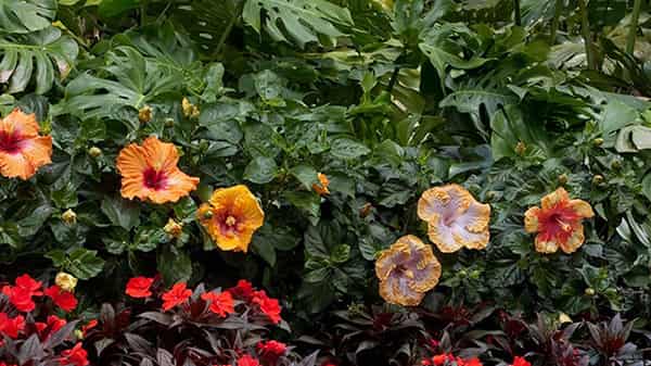 Pix1-Bahama Bay Tropic-Escape-Hibiscus-rosa-sinensis