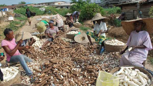 Women-peeling-cassava-farmer