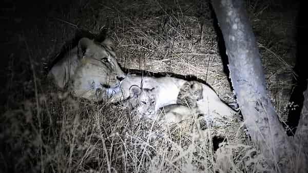 INDIA-ENVIRONMENT-ANIMAL