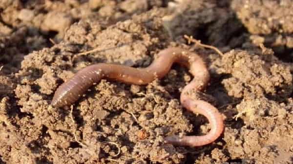 worms