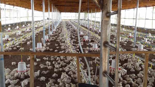 Agropark-organic-broiler-poultry-farm