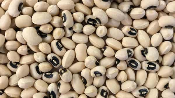 cowpea
