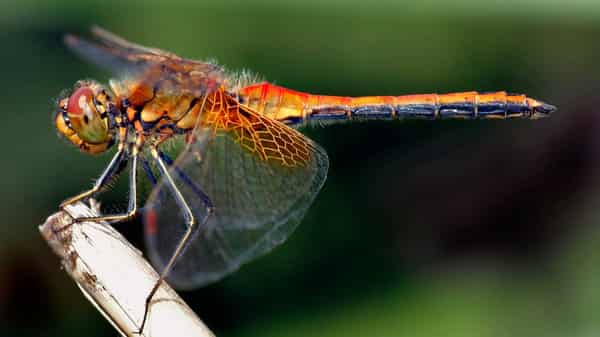 dragonfly