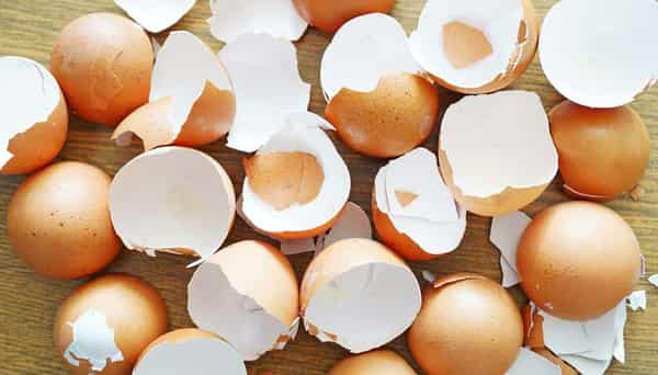 eggshells